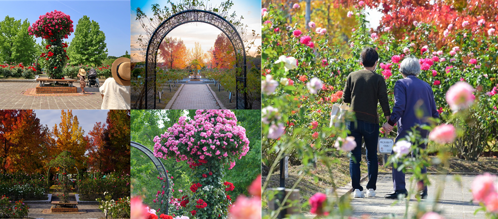 庄堺公園 ばら園 しょうぶ園 ハーブ園